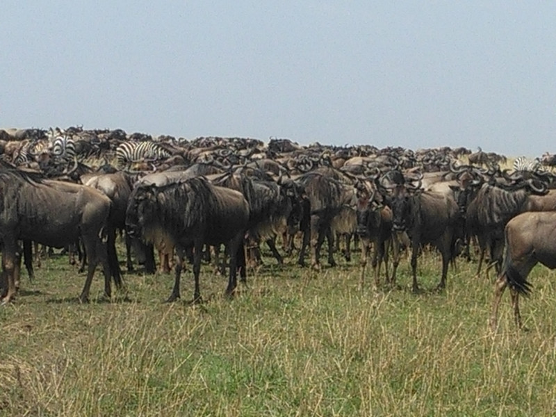 Wildebeest Migration into Masai Mara, 
