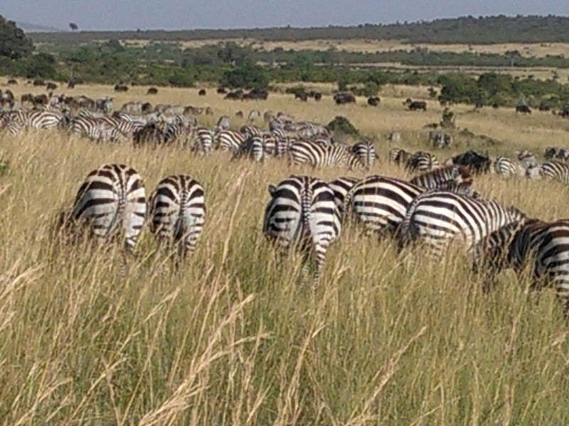 Kenya wildebeest migration safari in Masai Mara 