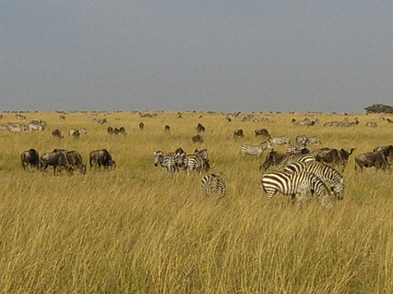 Kenya wildebeest migration safari in Masai Mara 