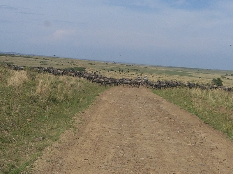 Wildebeest Migration into Masai Mara, 