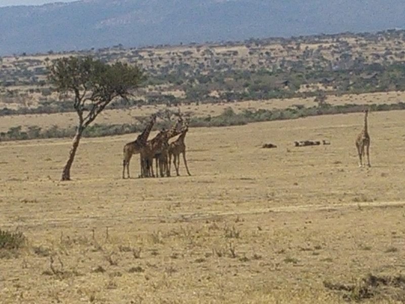 YHA Kenya Travel, Kenya, Kenya Short Safaris, Kenya Camping Safari, Kenya Camping Safaris.