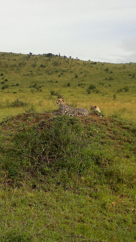 YHA Kenya Travel Wildlife Safari9