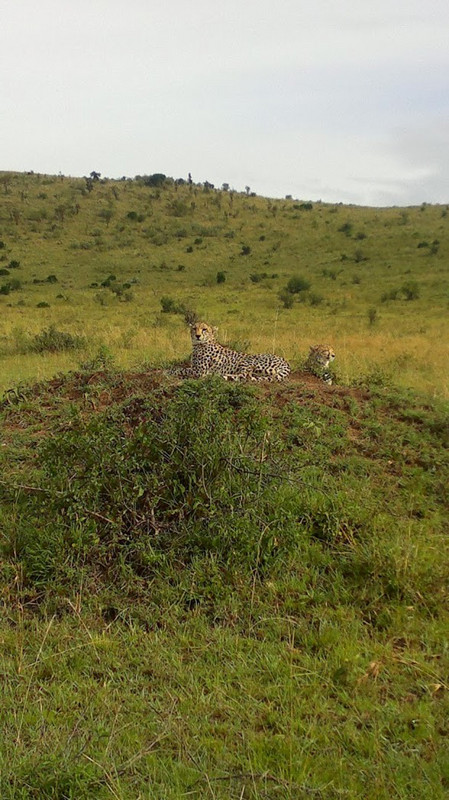 YHA Kenya Travel Wildlife Safari10