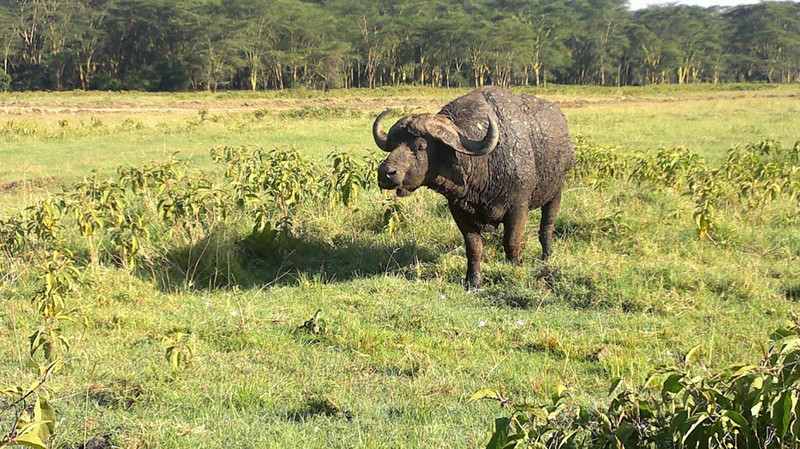 YHA Kenya Travel Wildlife Safari11