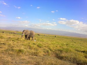 YHA Kenya Travel Wildlife Safari23