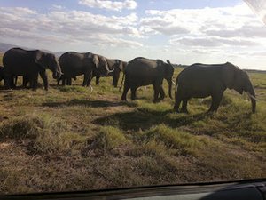 YHA Kenya Travel Wildlife Safari24