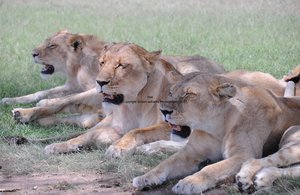 YHA Kenya Travel, Wildebeest Migration, Kenya Safaris, Wildlife Safaris, African Safari, Balloon Safari, Small Group Safaris, Adventure Budget Camping Safaris. (3)
