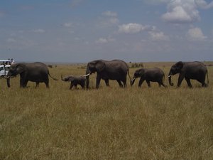 YHA Kenya Travel, Wildebeest Migration, Kenya Safaris, Wildlife Safaris, African Safari, Balloon Safari, Small Group Safaris, Adventure Budget Camping Safaris. (5)