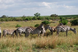YHA Kenya Travel, Wildebeest Migration, Kenya Safaris, Wildlife Safaris, African Safari, Balloon Safari, Small Group Safaris, Adventure Budget Camping Safaris. (6)