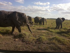 YHA Kenya Travel, Wildebeest Migration, Kenya Safaris, Wildlife Safaris, African Safari, Balloon Safari, Small Group Safaris, Adventure Budget Camping Safaris. (8)
