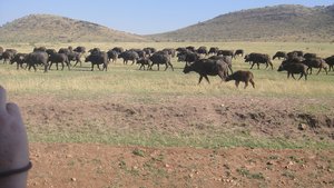 YHA Kenya Travel, Wildebeest Migration, Kenya Safaris, Wildlife Safaris, African Safari, Balloon Safari, Small Group Safaris, Adventure Budget Camping Safaris. (10)