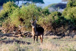 YHA Kenya Travel, Wildebeest Migration, Kenya Safaris, Wildlife Safaris, African Safari, Balloon Safari, Small Group Safaris, Adventure Budget Camping Safaris. (11)
