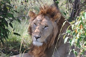 YHA Kenya Travel, Wildebeest Migration, Kenya Safaris, Wildlife Safaris, African Safari, Balloon Safari, Small Group Safaris, Adventure Budget Camping Safaris. (13)