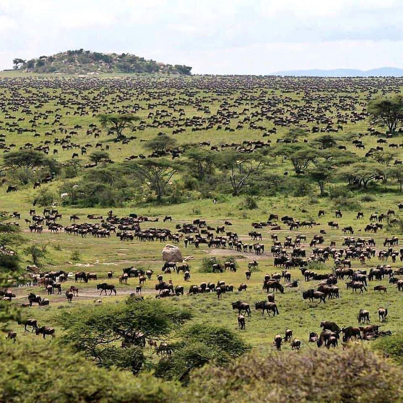 YHA Kenya Travel, Kenya wildebeest migration safari in Masai Mara.