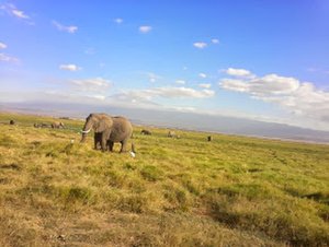 YHA Kenya Travel Wildlife Safari22