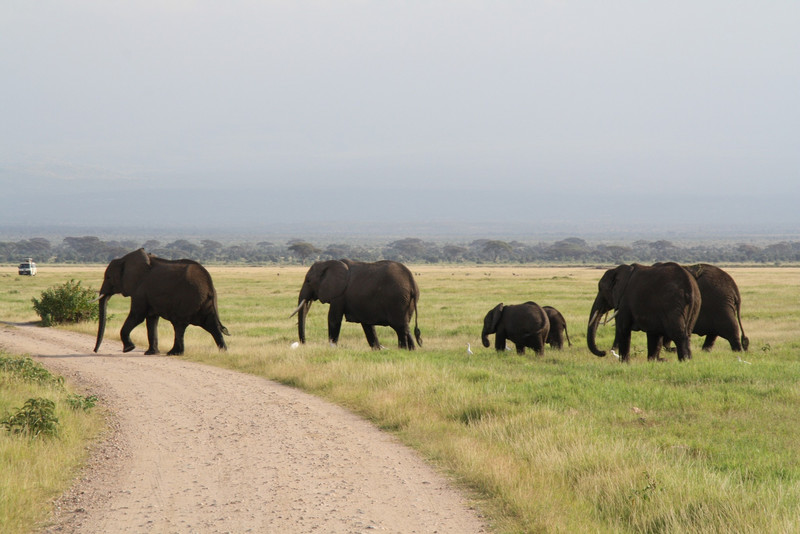 Amboseli Herd of Elephants, Mount Kilimanjaro,Kenya Adventure Safaris, Active Adventures, YHA Kenya Travel Epic Adventures, Epic Wildlife Safari. (8)