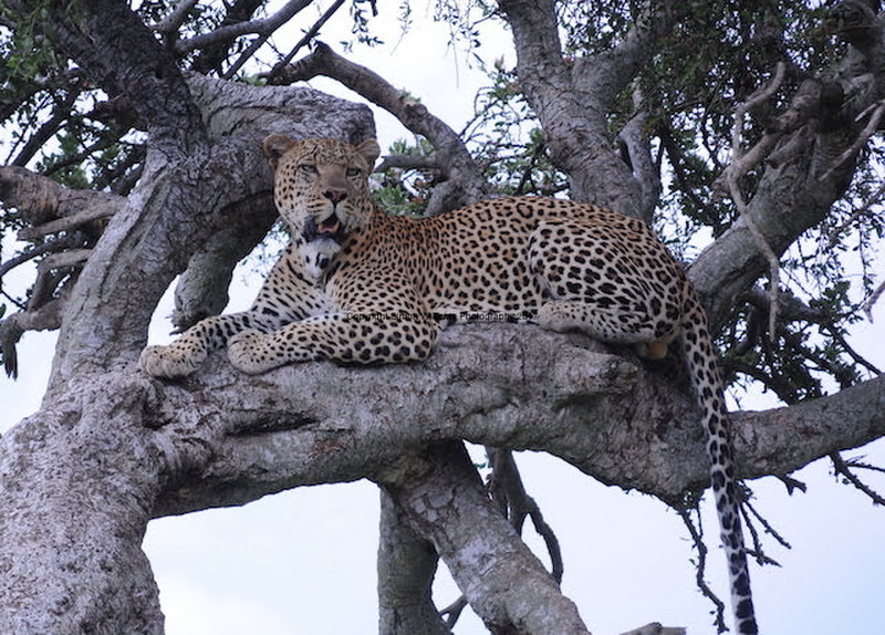 Cheetah YHA Kenya Travel.Epic Active AdventuresYHA Kenya Travel Tours And SafarisWildlife SafarisSafari BookingsMasai Mara Kenya SafariActive Holidays in KenyaAfrican Safari. (3)