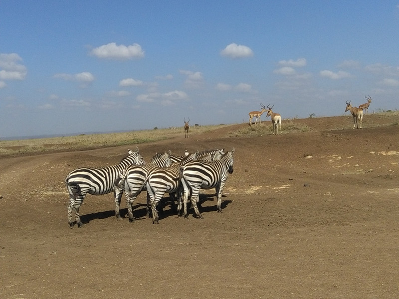 Epic Active AdventuresYHA Kenya Travel Tours And SafarisWildlife SafarisSafari BookingsMasai Mara Kenya SafariActive Holidays in KenyaAfrican Safari. (2)