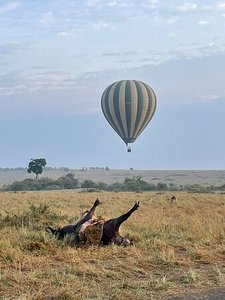 Active Adventures-Epic Hot Air Balloon Safari in Masai Mara-YHA Kenya Travel-Balloon Safari Adventure.