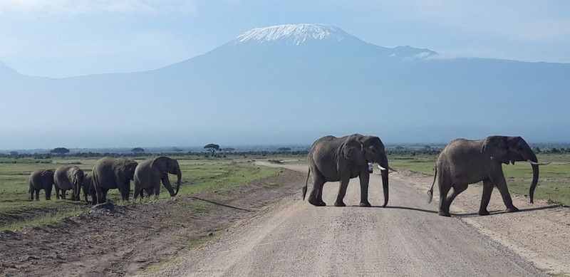 YHA Kenya Travel, Tours, Safaris, Epic Tours Safaris, Safari Bookings, Active Adventures, Amboseli Safaris Tours, Amboseli National Park, Amboseli Wildlife, Travel Guide, Travelling to Amboseli, Mount Kilimanjaro Views,.