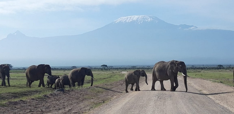 YHA Kenya Travel, Tours, Safaris, Epic Tours Safaris, Safari Bookings, Active Adventures, Amboseli Safaris Tours, Amboseli National Park, Amboseli Wildlife, Travel Guide, Travelling to Amboseli, Mount Kilimanjaro Views, (4).