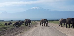 YHA Kenya Travel, Tours, Safaris,  Epic Tours Safaris, Safari Bookings, Active Adventures, Amboseli Safaris Tours, Amboseli National Park, Amboseli Wildlife, Travel Guide, Travelling to Amboseli, Mount Kilimanjaro Views, Ma.