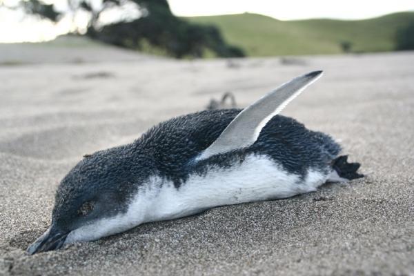 A Dead Peguin
