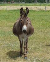 showpony and the donkey