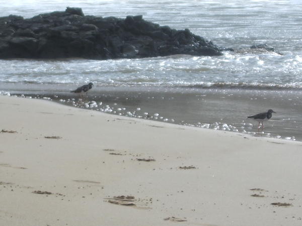 Birds at Conceicao Beach