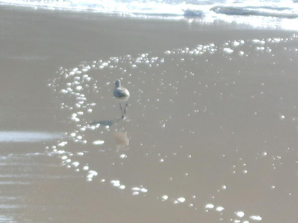 Bird at Conceicao Beach