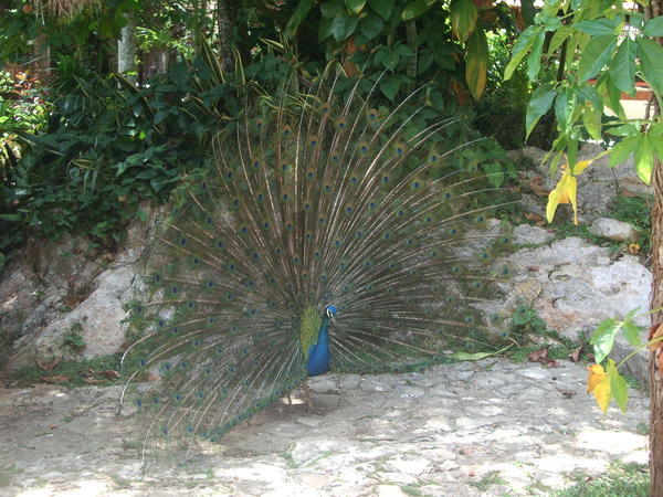 Peacock on the way to Chichen Itza