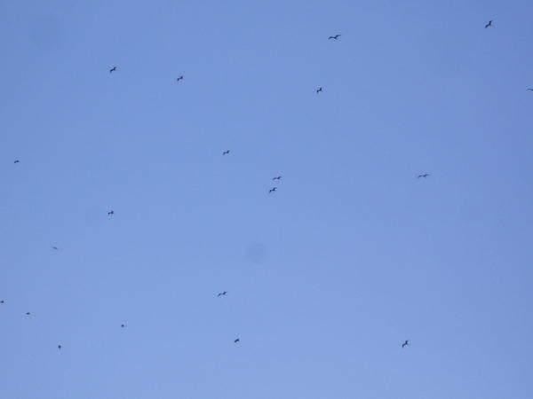 Birds in the clear blue sky