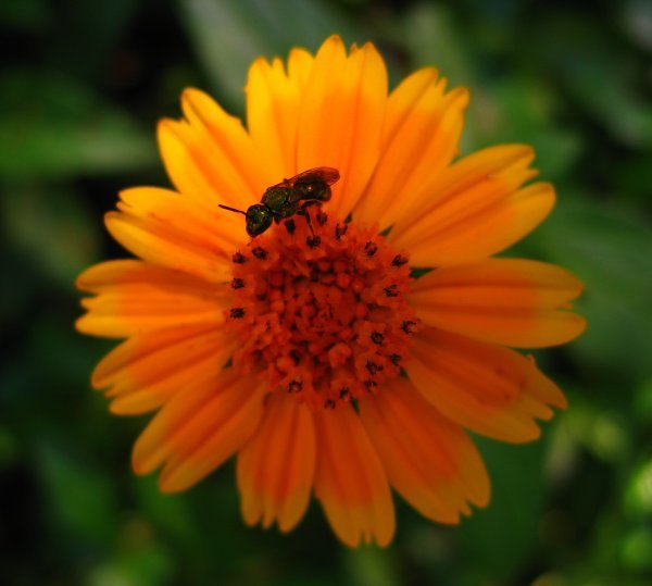 Orange flower and green bug