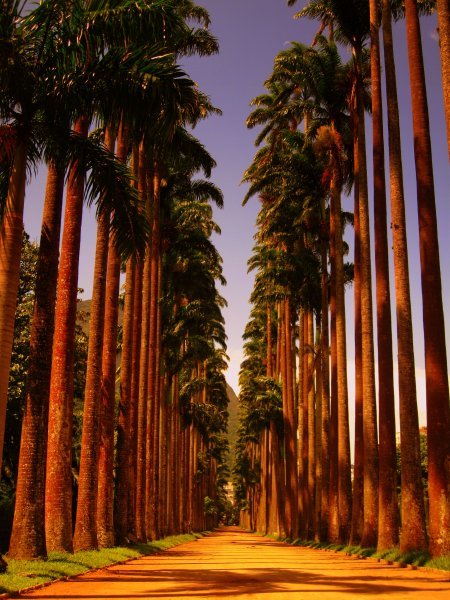 Imperial Palm Trees