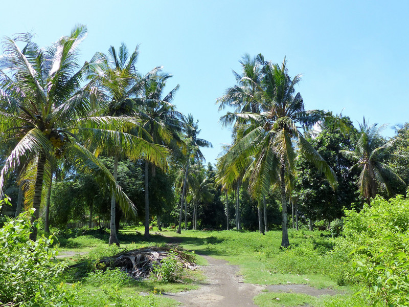 Inland palm oil farming