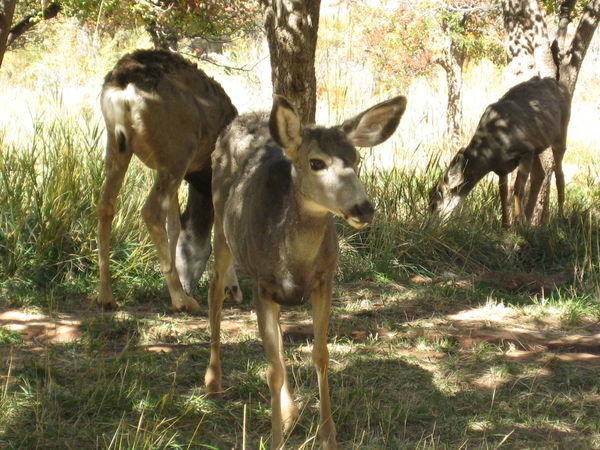 Deer in the Campground