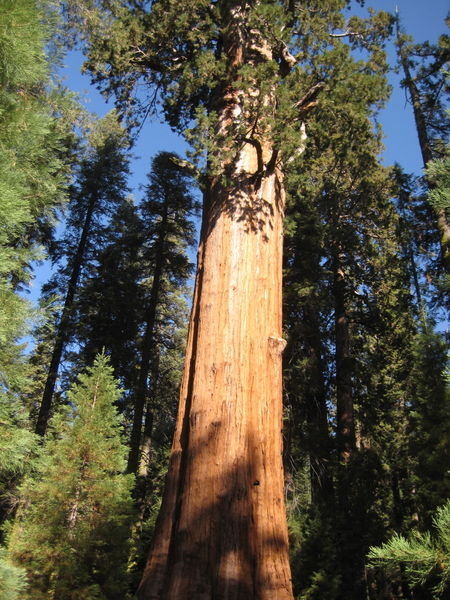 1 trillion toothpick Sequoia