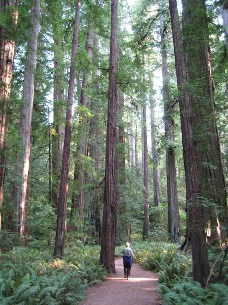 The redwoods dwarf us all in age and height