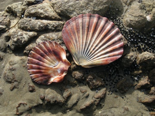 Pretty scallop shells