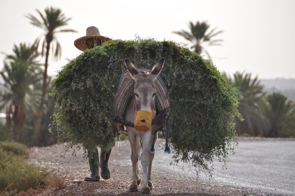 The Nomadic Berber tribes are still plentiful farmers from the Oasis