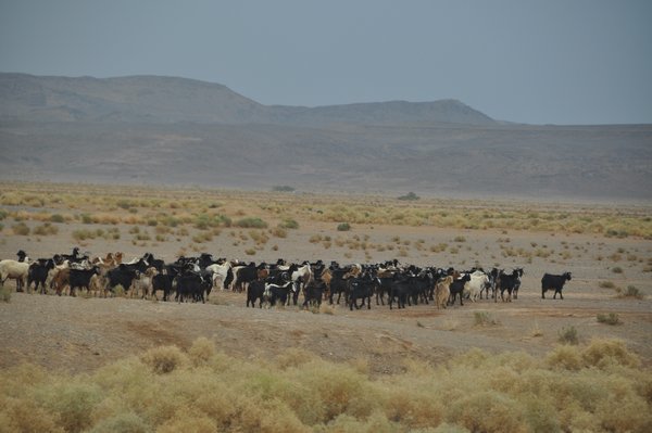 The animal herds are moved to the high Atlas fields in Summer