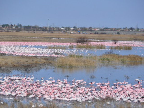 Thousands of Flamingos as we whizz past a lake.
