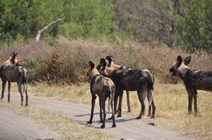 African wild dogs near extinction but this was a good group with young.