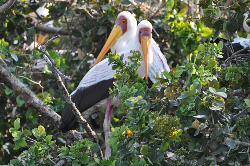 Yellow Billed Storks Mating