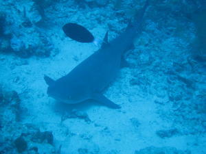 My shark - 33meters deep...