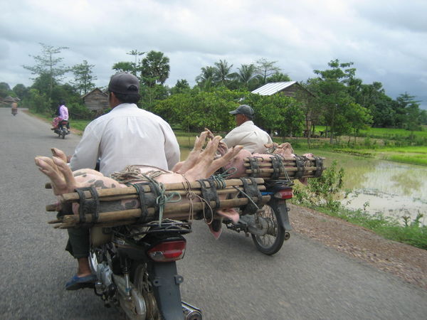 Pigs on the back of the bikes....