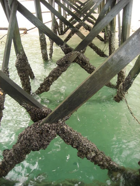 under the jetty,...