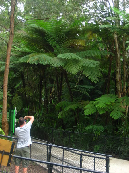 cHRIS ADMIRING THE FERNS!!!ARE THEY???