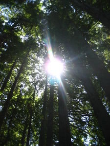 Sun coming through the redwood trees...