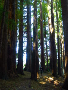 Redwoods....